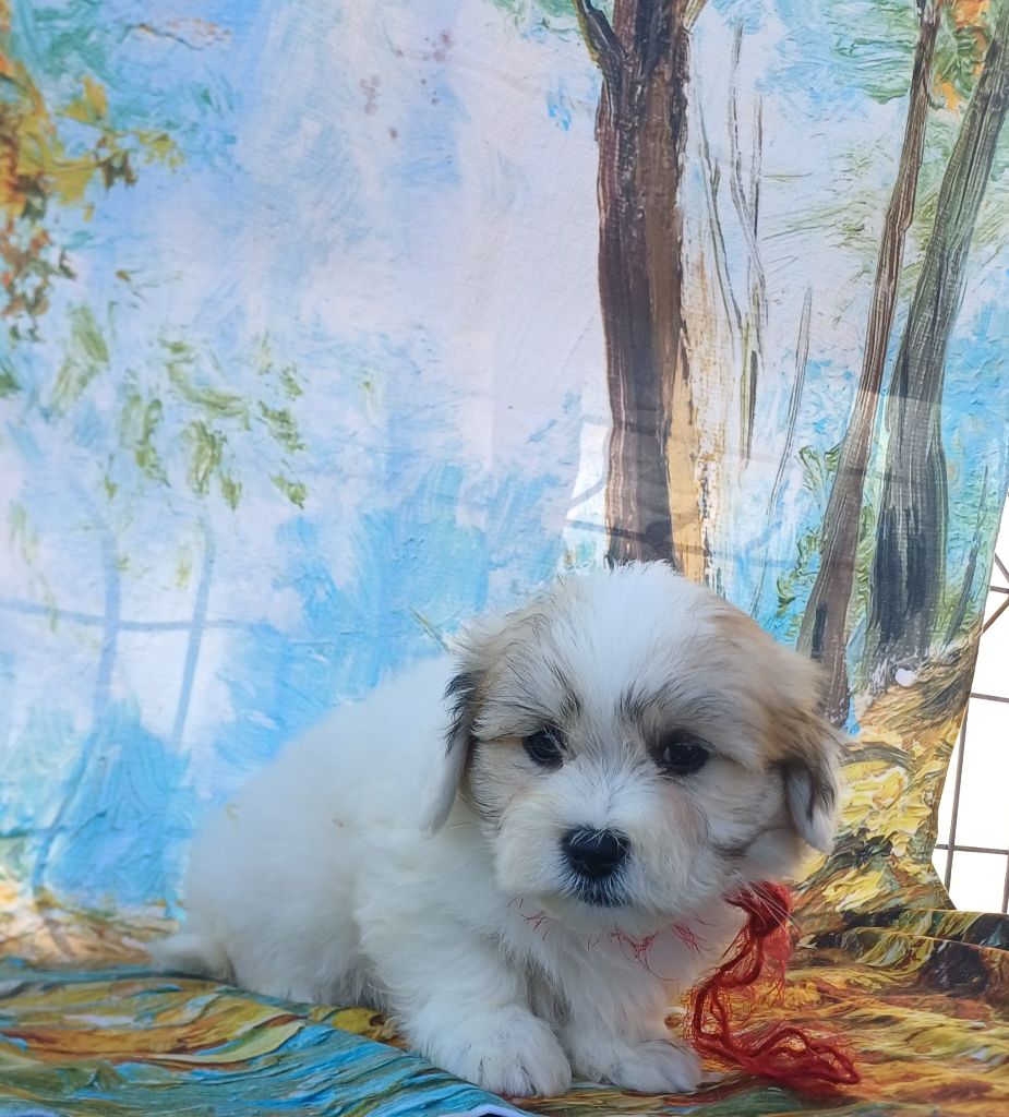 des bois de la bro - Chiots disponibles - Coton de Tulear