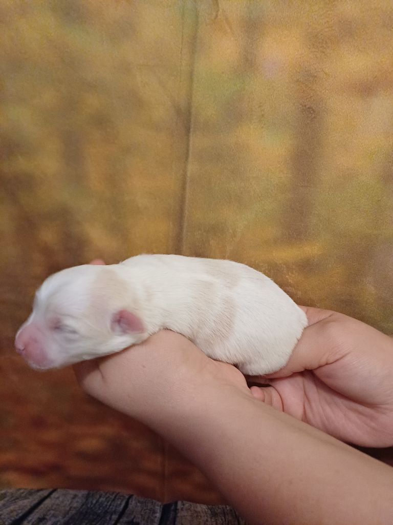 des bois de la bro - Chiots disponibles - Coton de Tulear