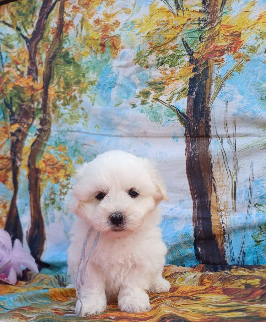 des bois de la bro - Chiots disponibles - Coton de Tulear
