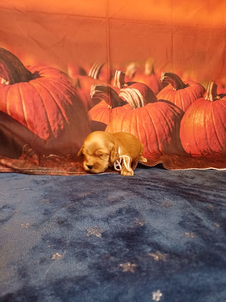 des bois de la bro - Chiots disponibles - Cocker Spaniel Anglais