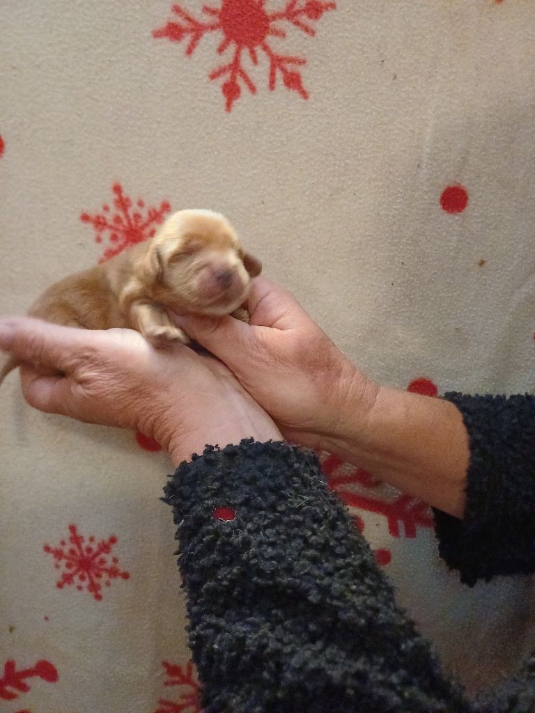 des bois de la bro - Chiots disponibles - Cocker Spaniel Anglais