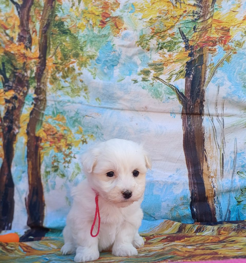 des bois de la bro - Chiots disponibles - Coton de Tulear
