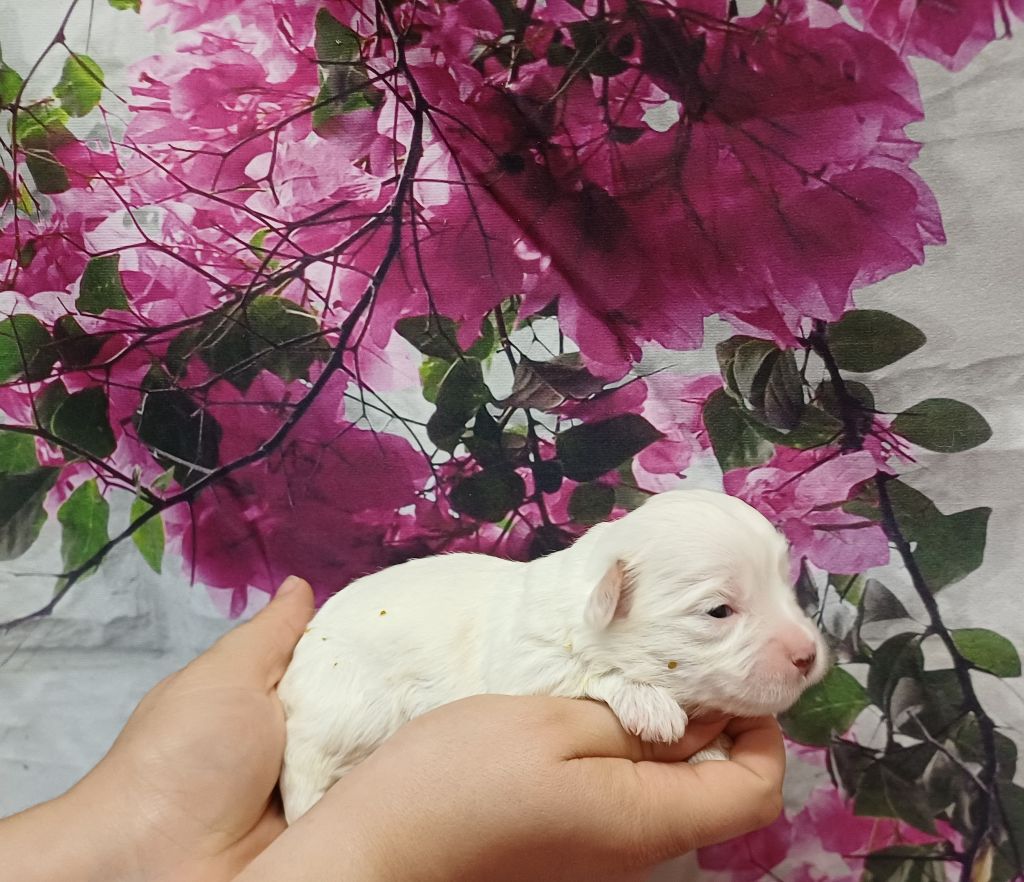 des bois de la bro - Chiots disponibles - Coton de Tulear