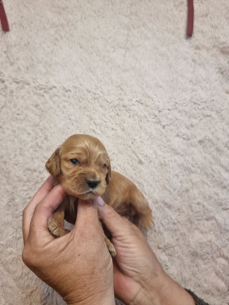 des bois de la bro - Chiots disponibles - Cocker Spaniel Anglais