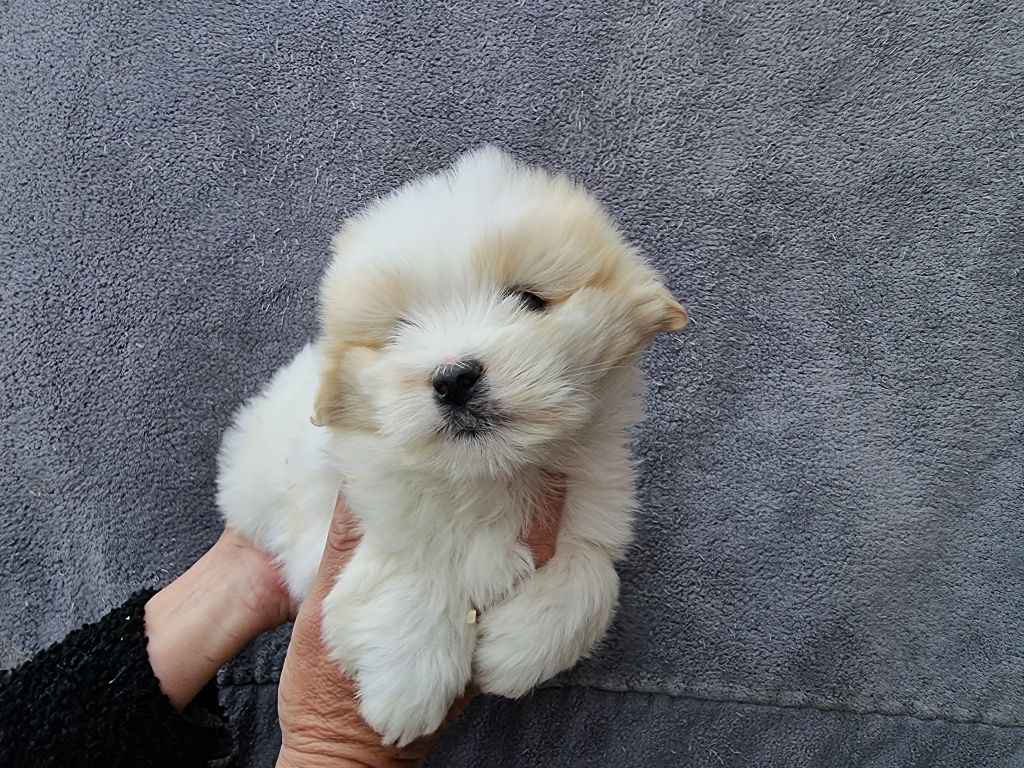 des bois de la bro - Chiots disponibles - Coton de Tulear