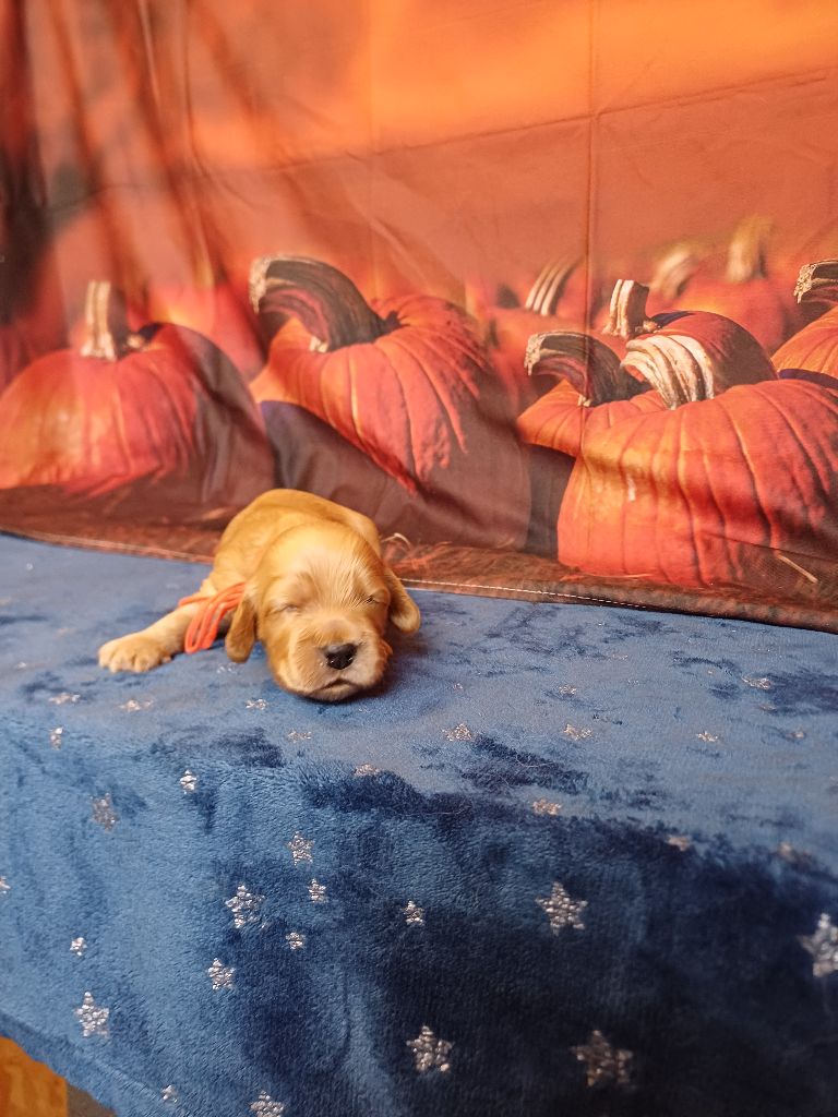 des bois de la bro - Chiots disponibles - Cocker Spaniel Anglais