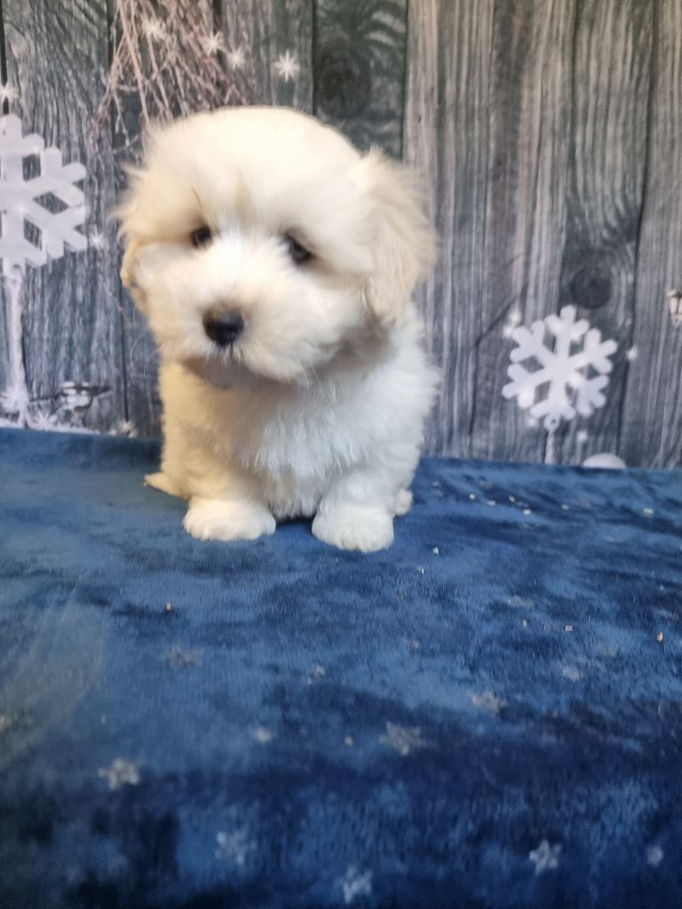 des bois de la bro - Chiots disponibles - Coton de Tulear