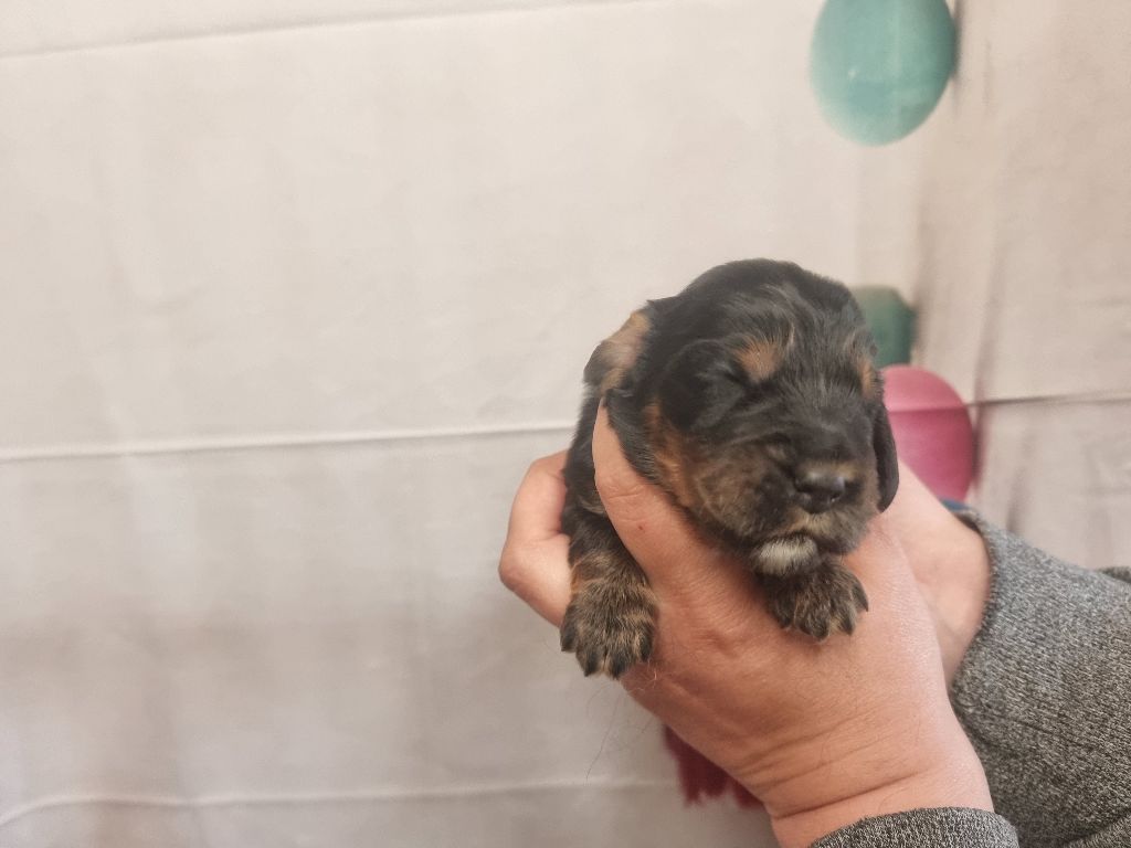 des bois de la bro - Chiots disponibles - Cocker Spaniel Anglais