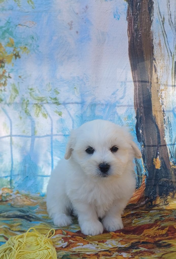 des bois de la bro - Chiots disponibles - Coton de Tulear