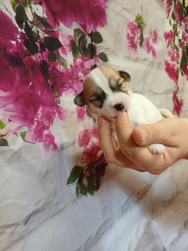 des bois de la bro - Chiots disponibles - Coton de Tulear