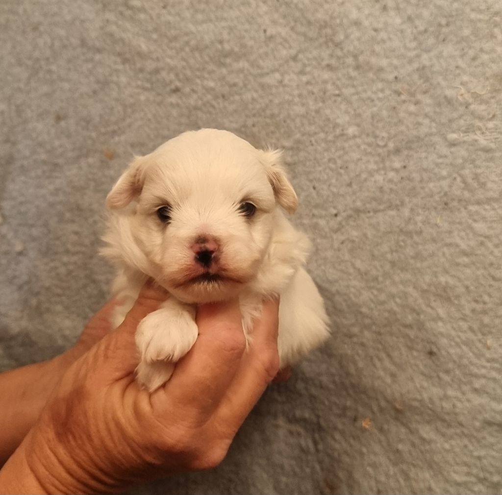 des bois de la bro - Chiots disponibles - Coton de Tulear