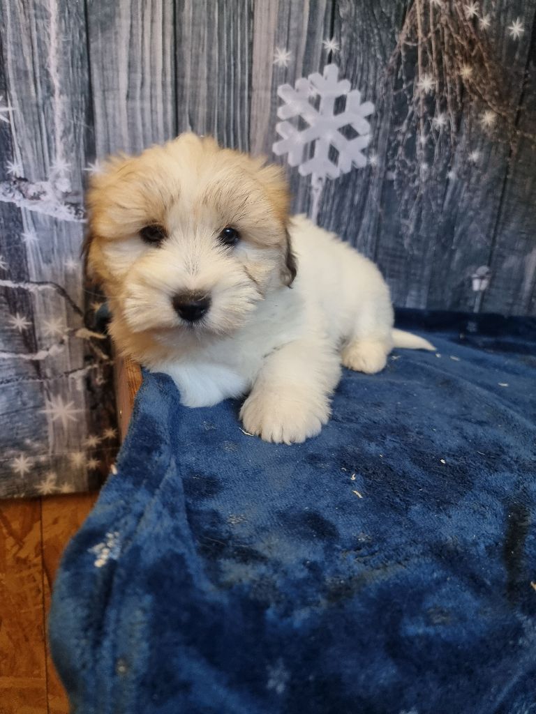des bois de la bro - Chiots disponibles - Coton de Tulear