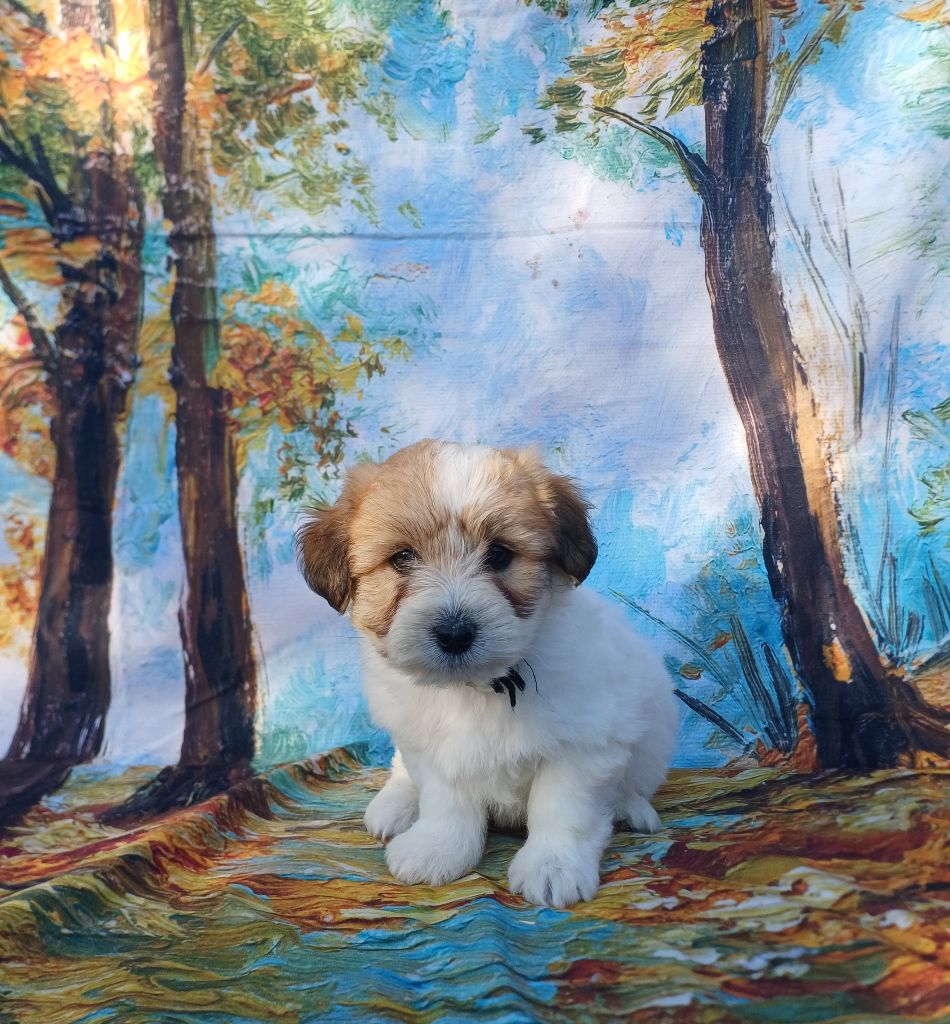 des bois de la bro - Chiots disponibles - Coton de Tulear