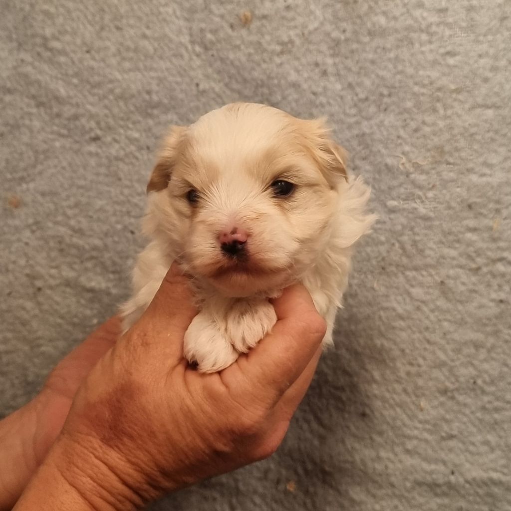 des bois de la bro - Chiots disponibles - Coton de Tulear