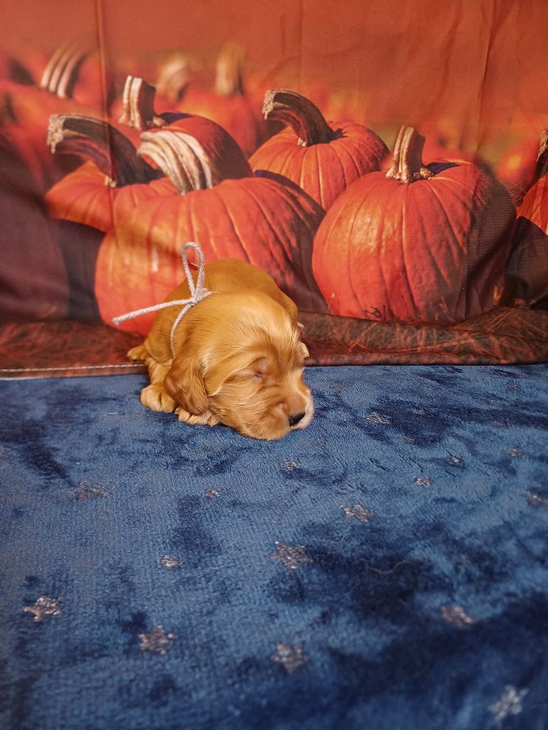 des bois de la bro - Chiots disponibles - Cocker Spaniel Anglais