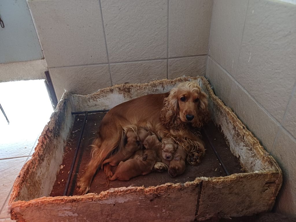 des bois de la bro - Cocker Spaniel Anglais - Portée née le 23/10/2025