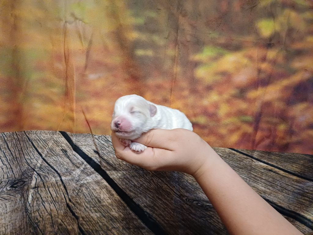 des bois de la bro - Chiots disponibles - Coton de Tulear