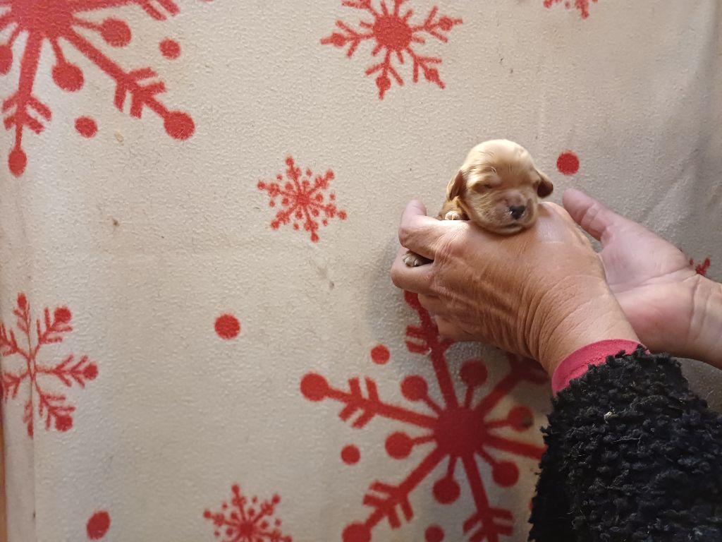 des bois de la bro - Chiots disponibles - Cocker Spaniel Anglais