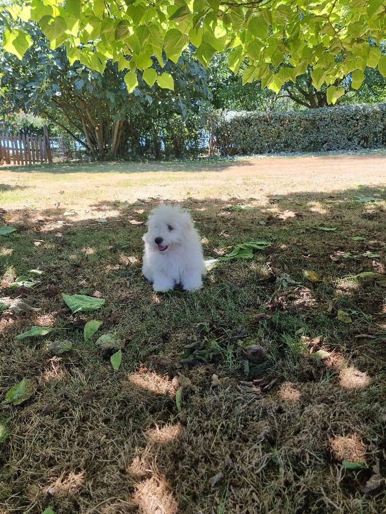 des bois de la bro - Chiots disponibles - Coton de Tulear