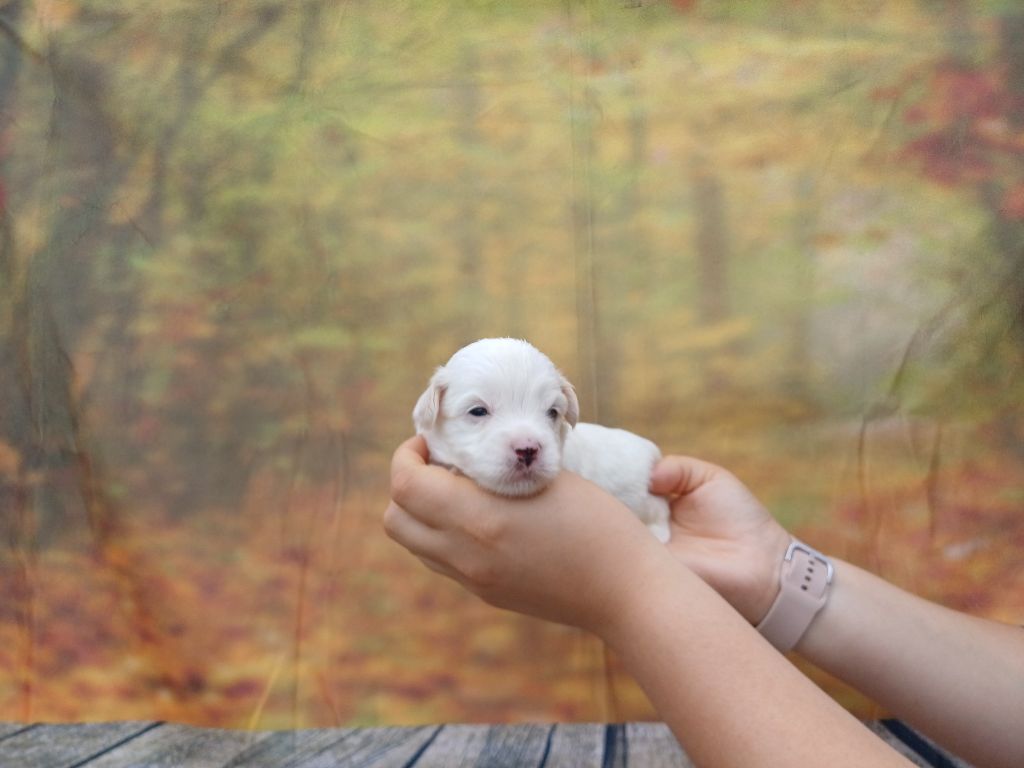 des bois de la bro - Chiots disponibles - Coton de Tulear