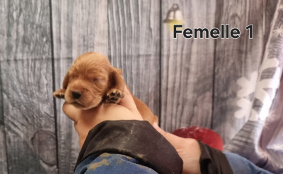 CHIOT 1