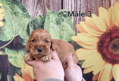 Mâle 3