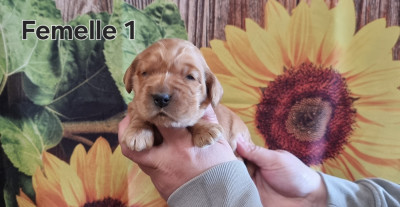 Femelle 1
