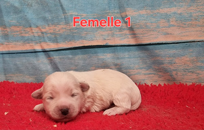 Femelle 1