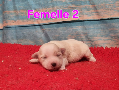 Femelle 2