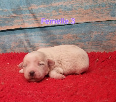 Femelle 3