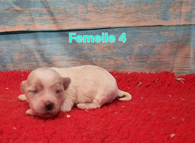 Femelle 4