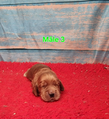 Mâle 3