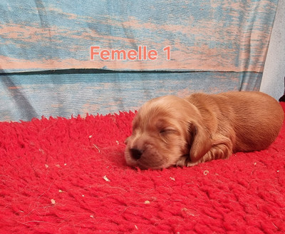 Femelle 1