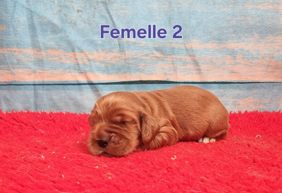 Femelle 2