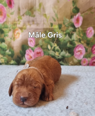 Mâle Gris