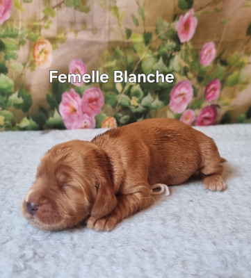 Femelle Blanche