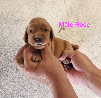 Mâle Rose