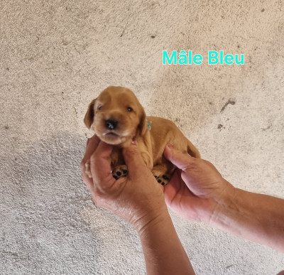 Mâle Bleu