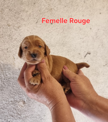 Femelle Rouge