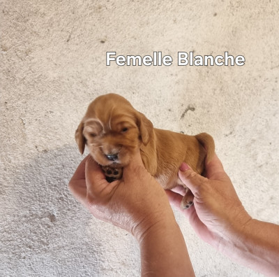 Femelle Blanche