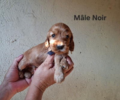Mâle Noir