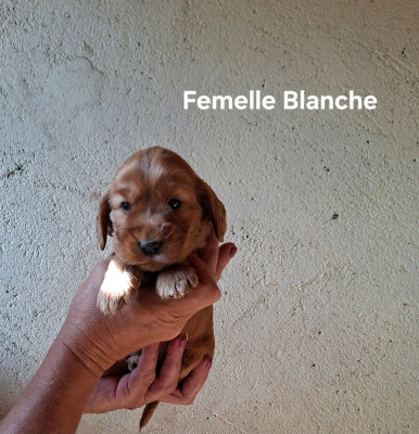 Femelle Blanche