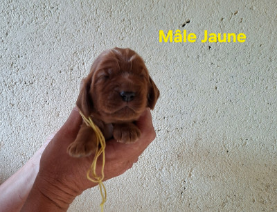 Mâle Jaune