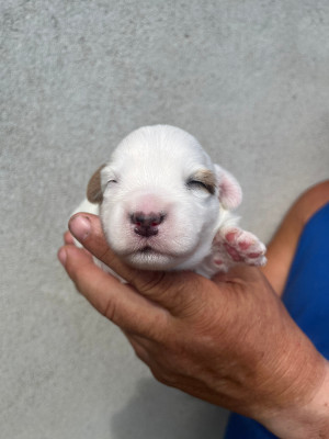 Chiot N°1