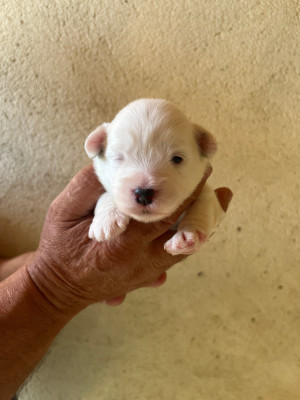 Chiot N°2