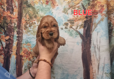 Blue