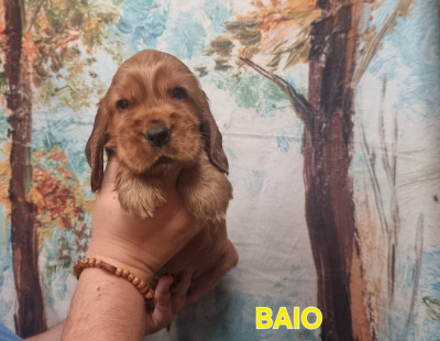 BAIO