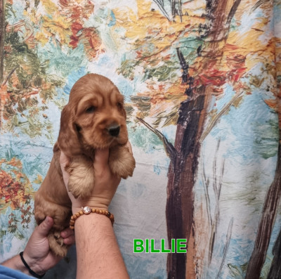 BILLIE