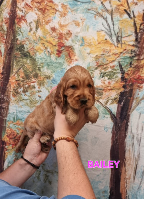 BAILEY
