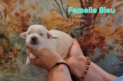 Femelle Bleu